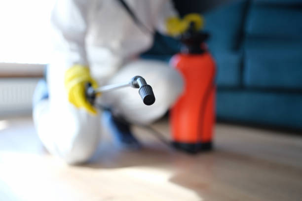 Professional Mold Removal in New Palestine, IN