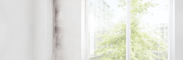 Best Post-Construction Mold Inspection  in New Paleste, IN